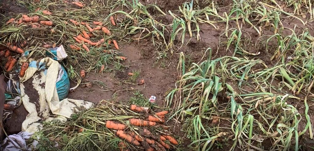 நுவரெலியா கந்தப்பளையில் வெள்ளத்தால் அழிவடைந்த மரக்கறி பயிர்கள்!