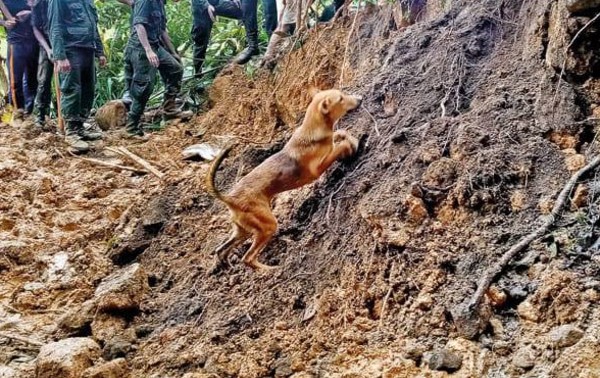 நாய் ஒன்றினால் மீட்கப்பட்ட சடலங்கள்