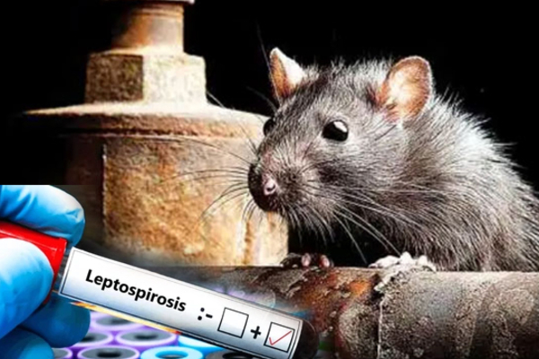 தொற்றுநோய் குறித்து விசேட எச்சரிக்கை !