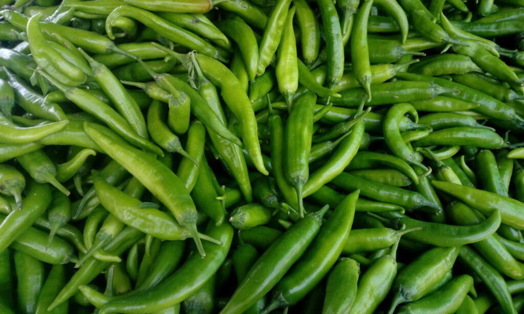 பச்சை மிளகாயின் விலை அதிகரிக்கக்கூடும் !