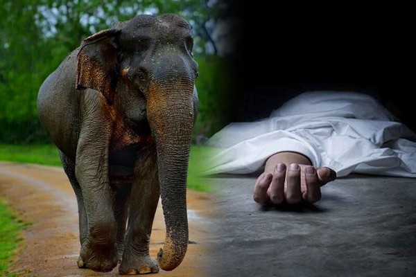 யானை தாக்கியதில் ஹங்கேரி நாட்டுப் பிரஜை உயிரிழப்பு