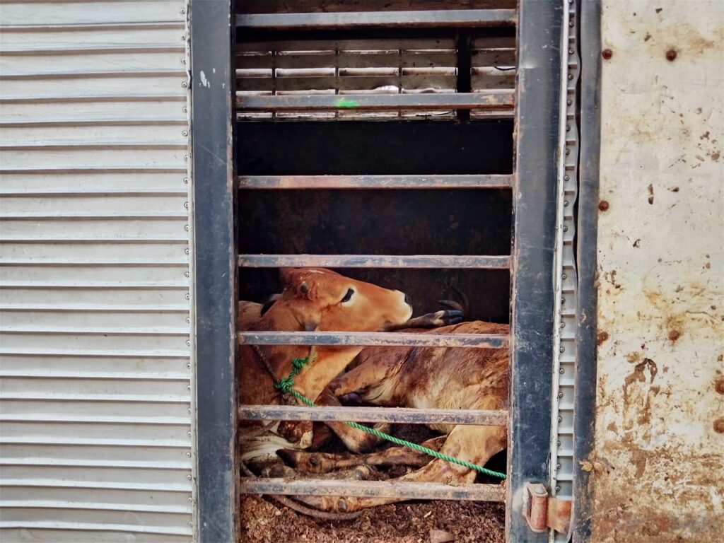 மாடு கடத்திய ஒருவர் அச்சுவேலி வீரவானி சந்தியில் கைது