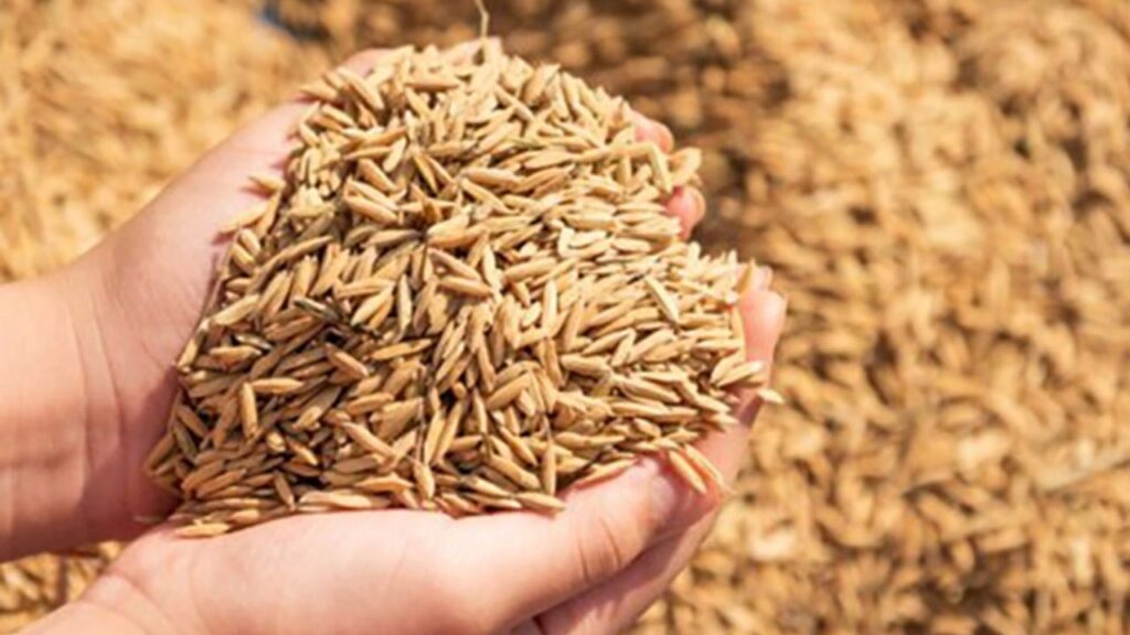 நெல் கொள்வனவு விலைகள் அறிவிப்பு!