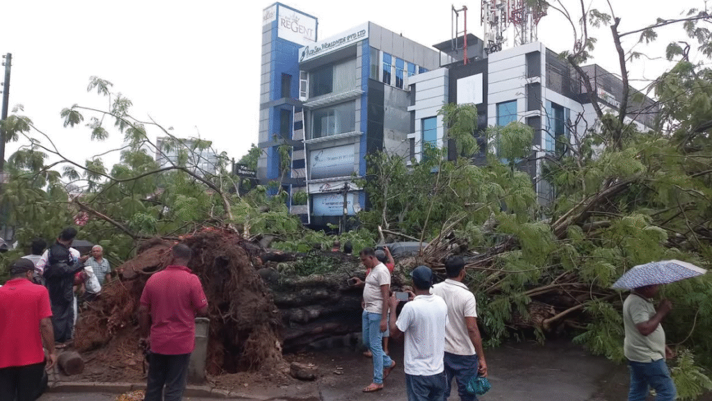 கொழும்பில் பாரிய மரம் வேரோடு சரிந்து வாகனங்கள் சேதம்
