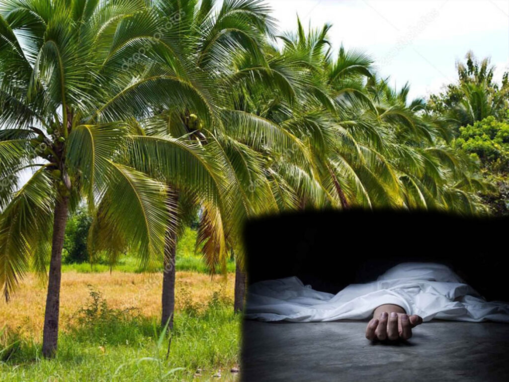 யாழில் தென்னை மரத்திலிருந்து விழுந்து ஒருவர் உயிரிழப்பு
