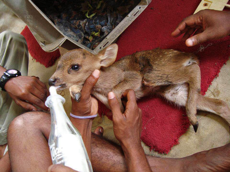 அரிதான பன்றிமான் தெற்கில் வாழ்கிறது