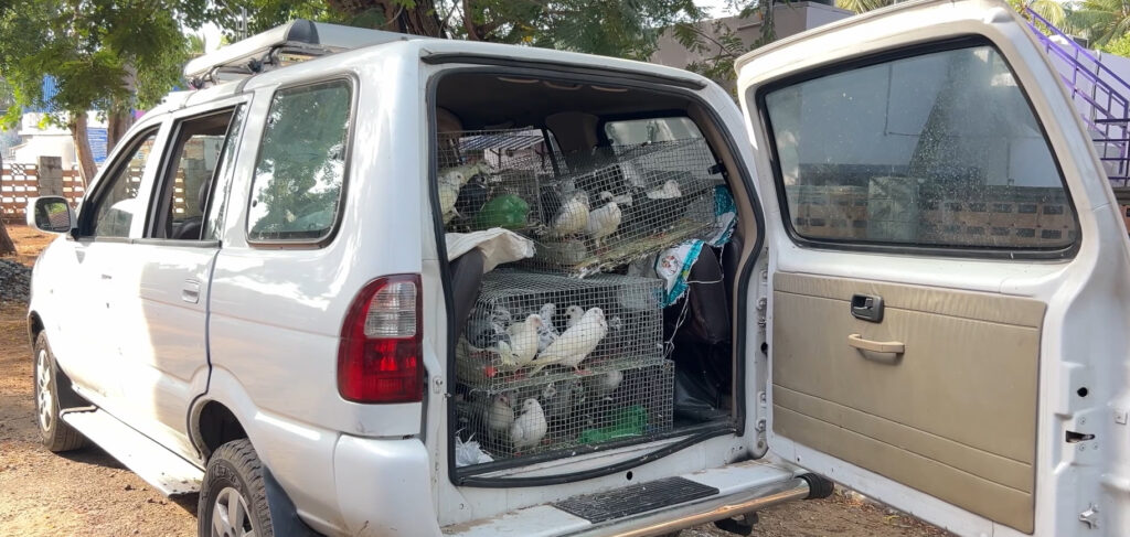 இலங்கைக்கு கடத்துவதற்காக கொண்டுவரப்பட்ட பந்தய புறாக்கள் பறிமுதல்!